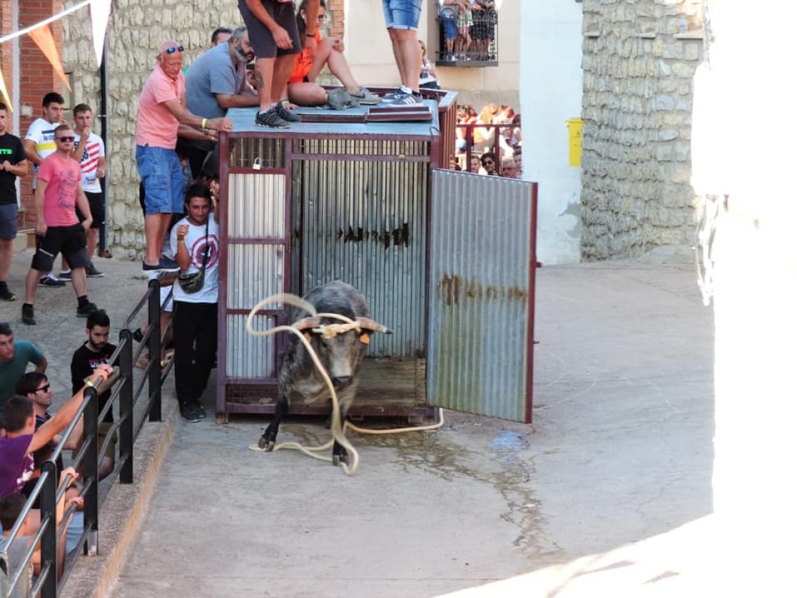 El toro de Royuela