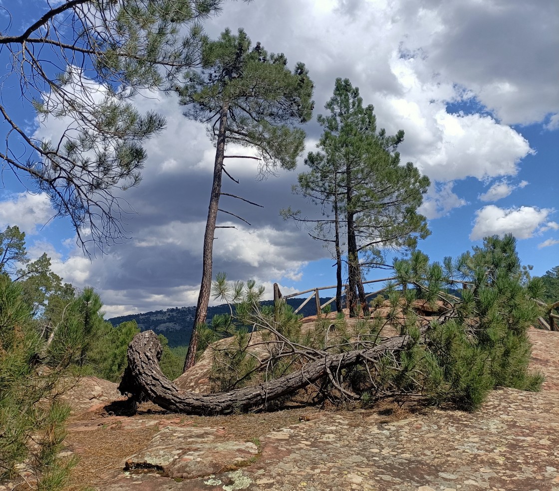 El Paisaje de los Pinares de Rodeno regula las actividades deportivas y de ocio en el área protegida