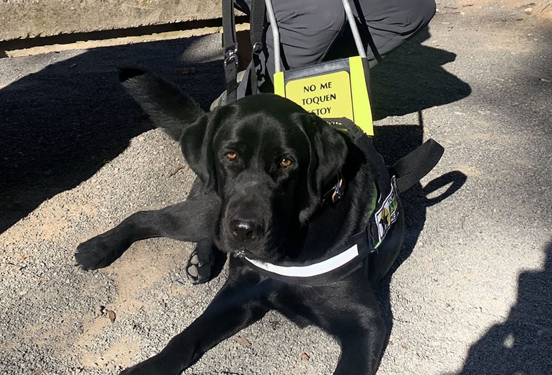 Xabat, el perro guía del turolense Alberto Villalba, reclama su derecho de acceso al transporte público