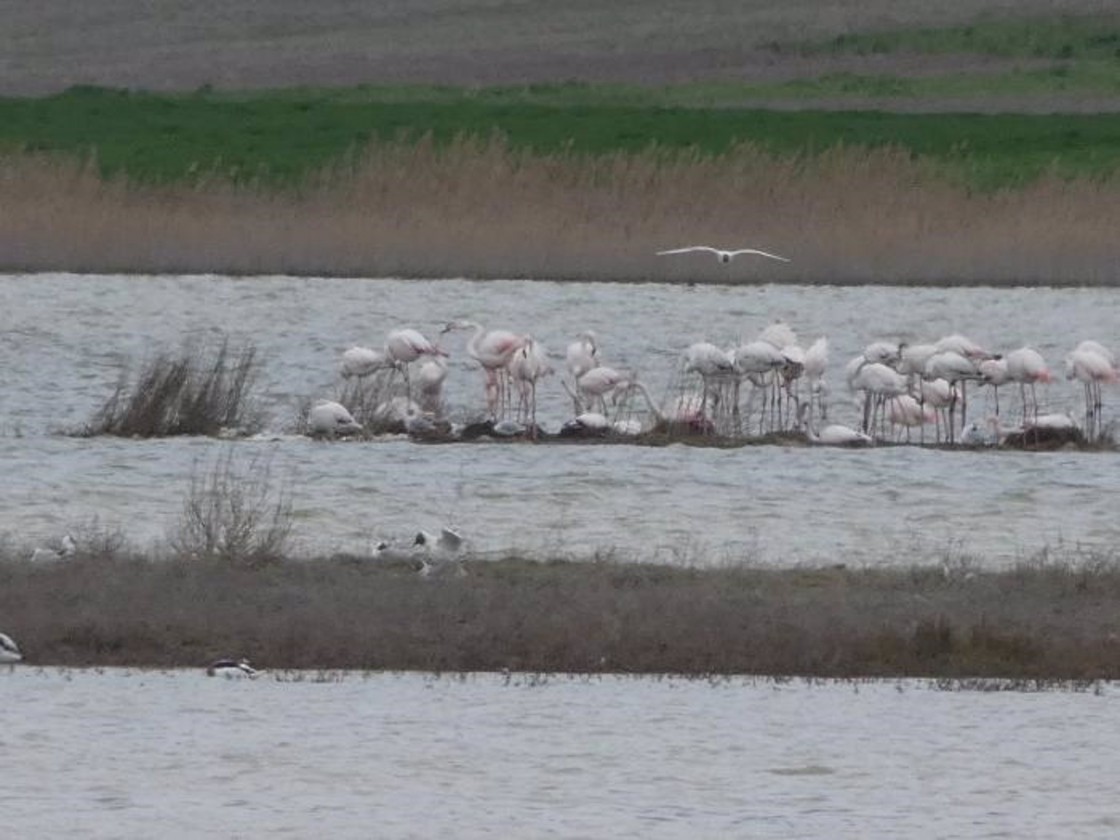 El flamenco común se comienza a reproducir en el entorno de la laguna de Gallocanta