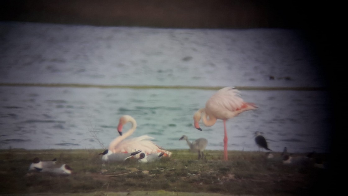 Los primeros polluelos de flamenco ya han nacido en la laguna de Gallocanta