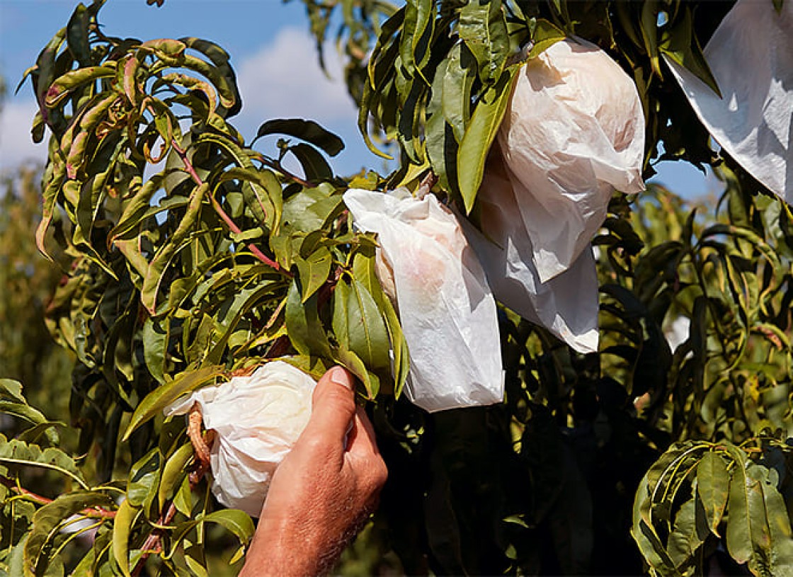 La ola de calor extremo agudiza las pérdidas generadas por las fuertes heladas del pasado mes en la agricultura del Bajo Aragón