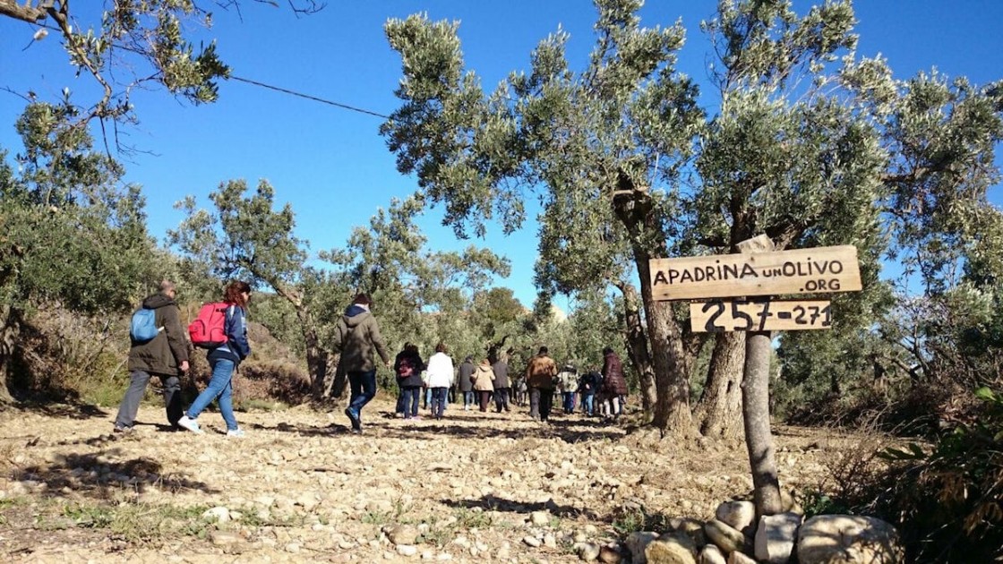 Apadrinaunolivo.org contratará una nueva empleada si consigue 600 nuevos padrinos