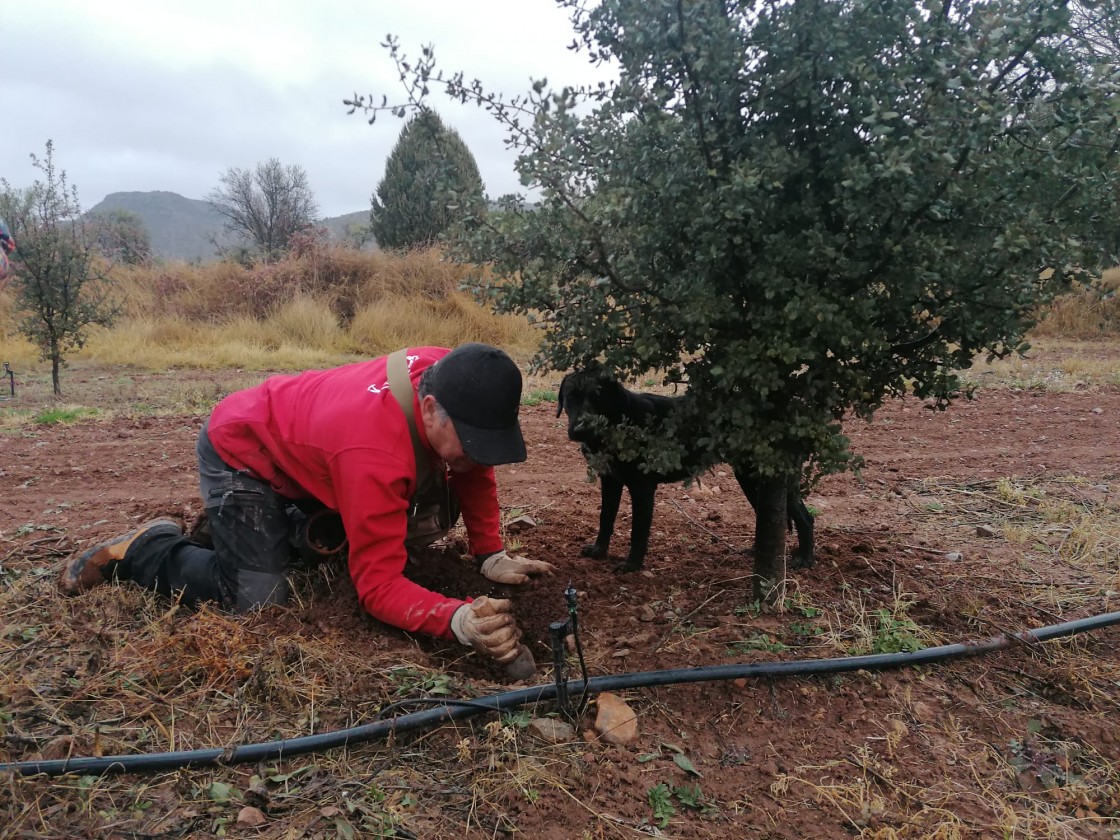 La trufa de Teruel inicia el trámite para obtener una IGP que revalorice el producto