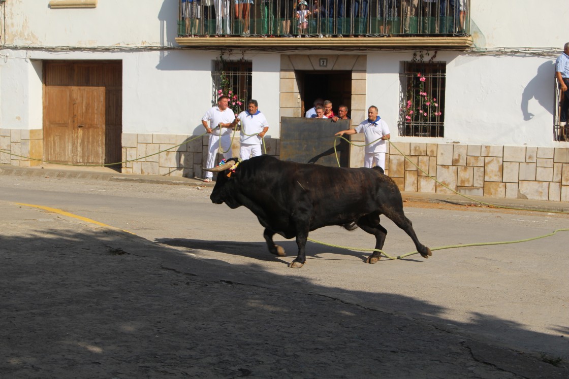 Rubielos de Mora celebra sus fiestas del Carmen con el regreso del toro de soga