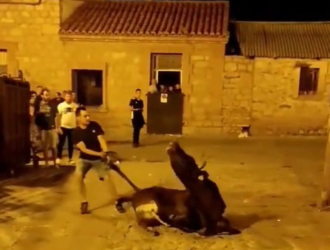 El Partido Animalista Pacma critica el trato a una vaquilla en un festejo taurino en Albarracín