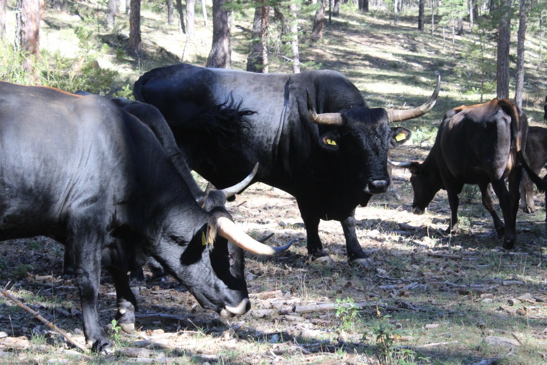 La adaptación de los tauros en los pinares de Frías y Calomarde está siendo un éxito