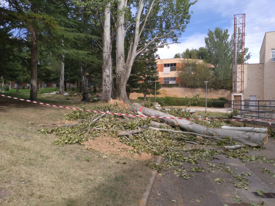 Se talan varios árboles enfermos en la zona verde del Campus de Teruel