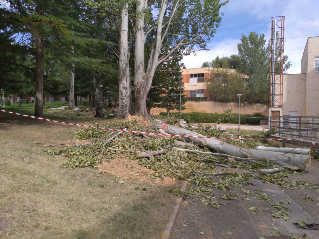 Se talan varios árboles enfermos  en la zona verde del Campus de Teruel