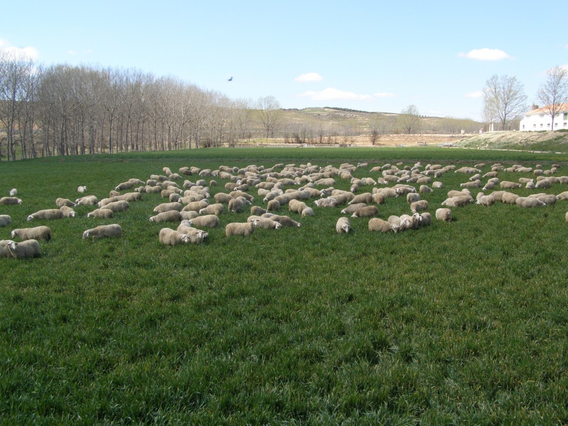 Resueltas tres convocatorias de la Diputación de Teruel para apoyar al sector agrícola y ganadero con 170.200 euros