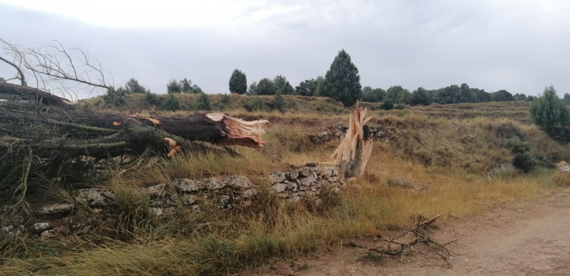 La fuerza del viento y la lluvia arranca sabinas y tira tejas en Corbalán