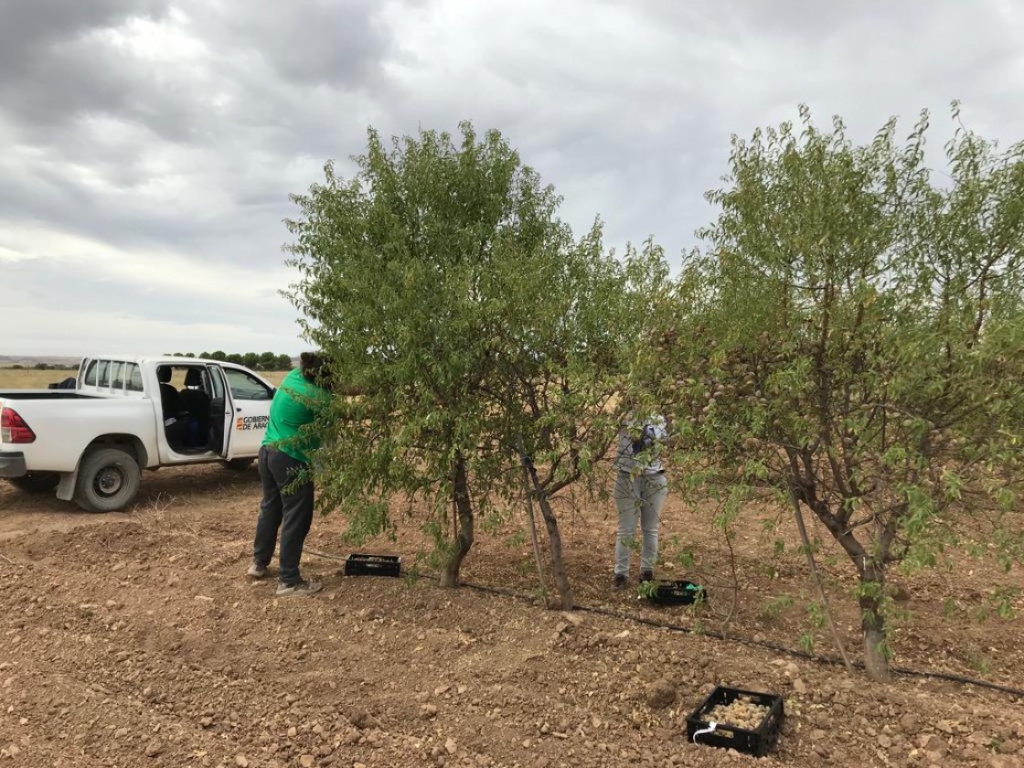 La aplicación Ecoalte orienta a los agricultores sobre el cultivo ecológico del almendro