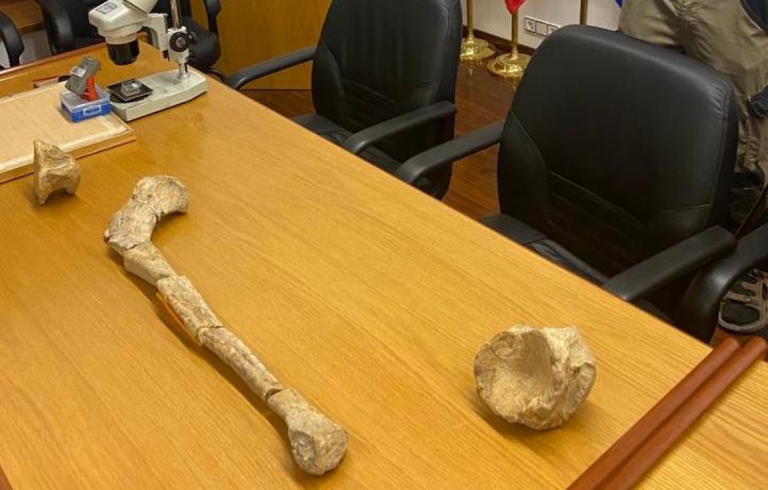 El dinosaurio de Ejulve excavado en 1966 por Bernard Defaut vuelve a Teruel medio siglo después
