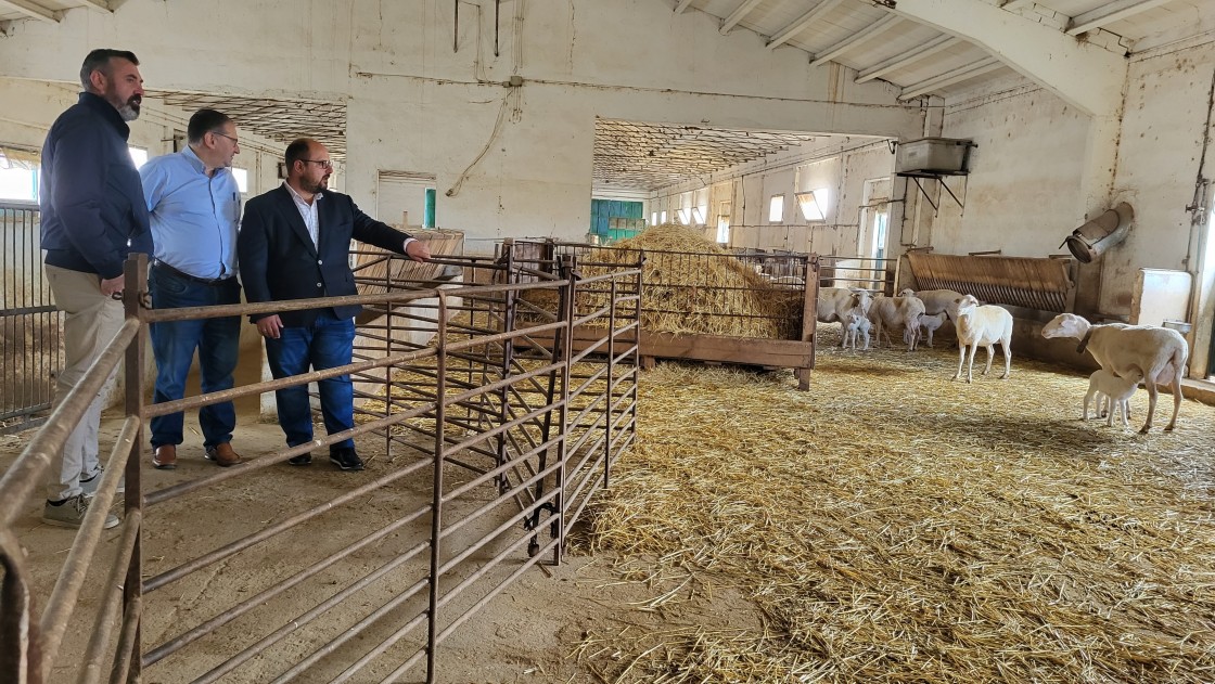 Medio millar de ovejas y centros de inseminación y recría para el ovino