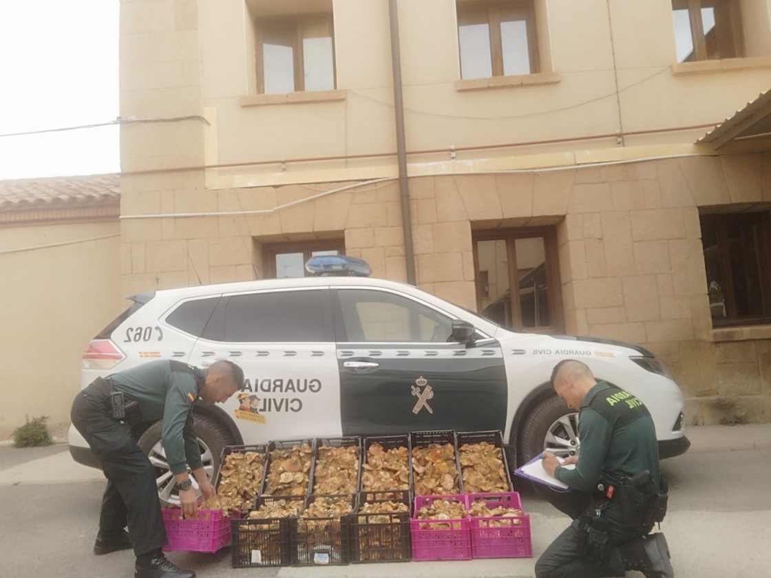 La Guardia Civil decomisa 547 kilos de rebollones en los términos municipales de Cabra de Mora y Bronchales