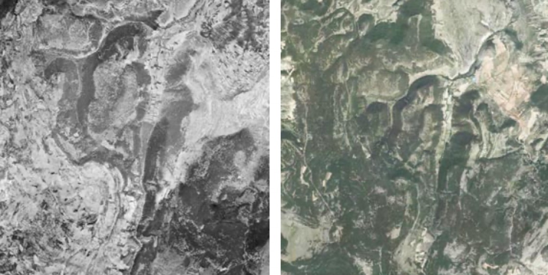 La superficie forestal de la provincia se ha incrementado notablemente desde 1982