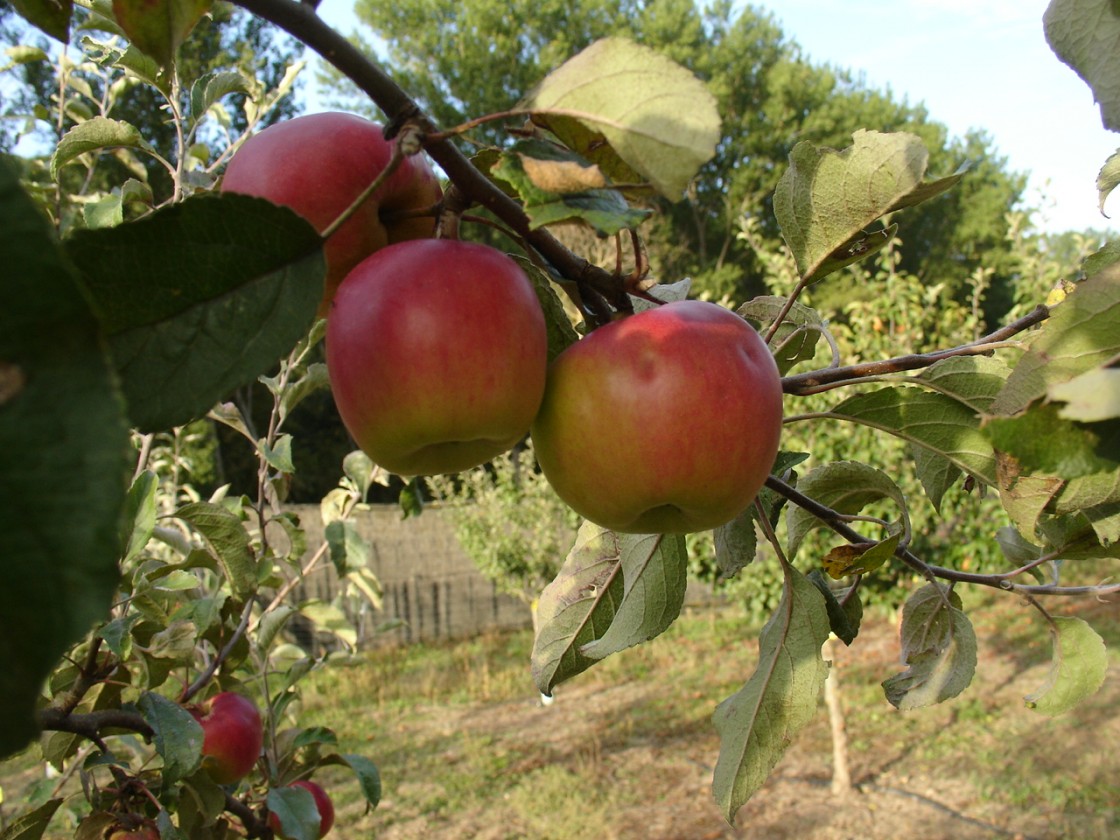 Teruel, escenario de los avances en la adaptación de los frutales al cambio climático