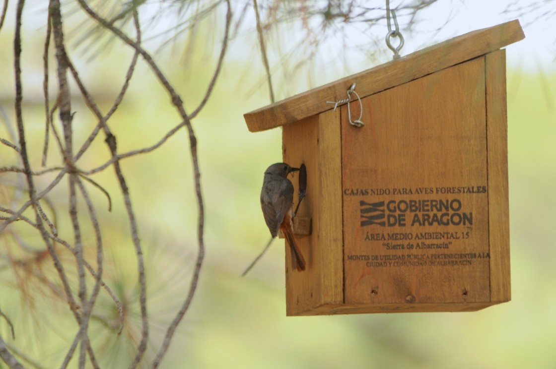 El Paisaje Protegido de los Pinares de Rodeno abre al público su programa de seguimiento de aves invernantes