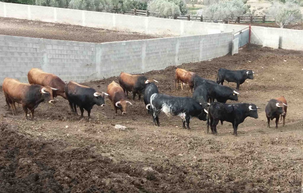 Los ensogados de la Vaquilla ya están elegidos