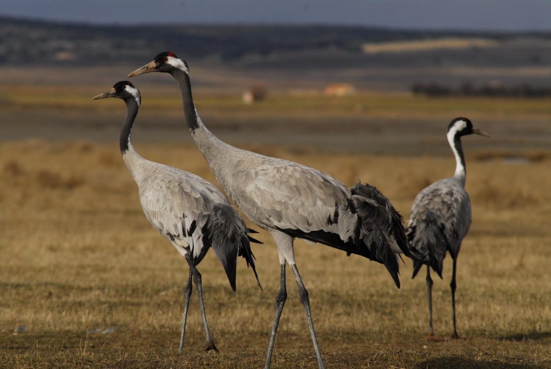 La llegada de las grullas a la laguna de Gallocanta atrae turistas de Francia, Inglaterra, Holanda y Bélgica