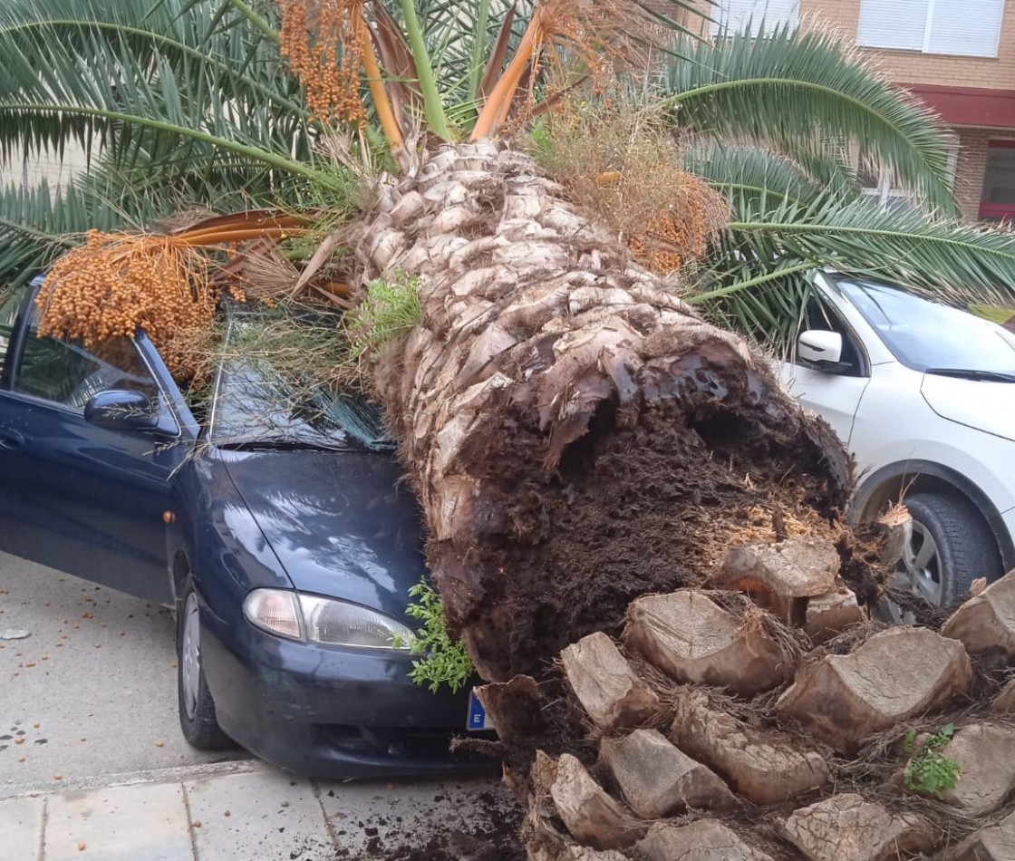 Un vecino de Alcorisa, ileso tras caer una palmera sobre su coche en el patio del Criet