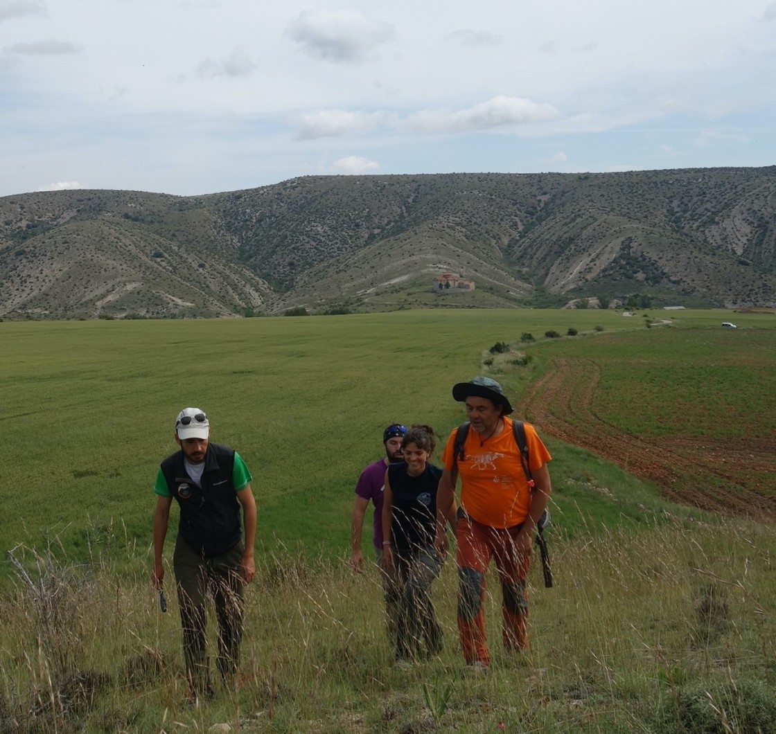 Hallados en Allueva restos de los dinosaurios más recientes de la provincia de Teruel