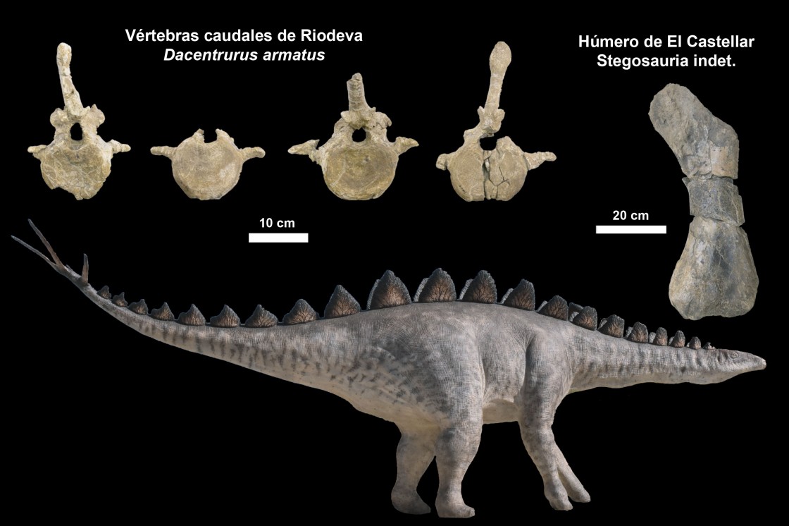 Una investigación de la Fundación Dinópolis describe nuevos fósiles de dinosaurios estegosaurios de Teruel y Valencia