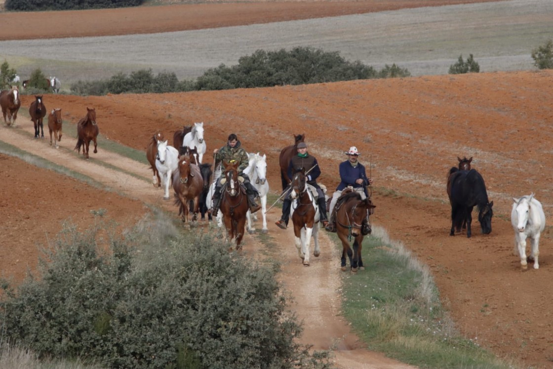 Cien caballos de Villarquemado pasan el invierno en Domeño para controlar el carrizo