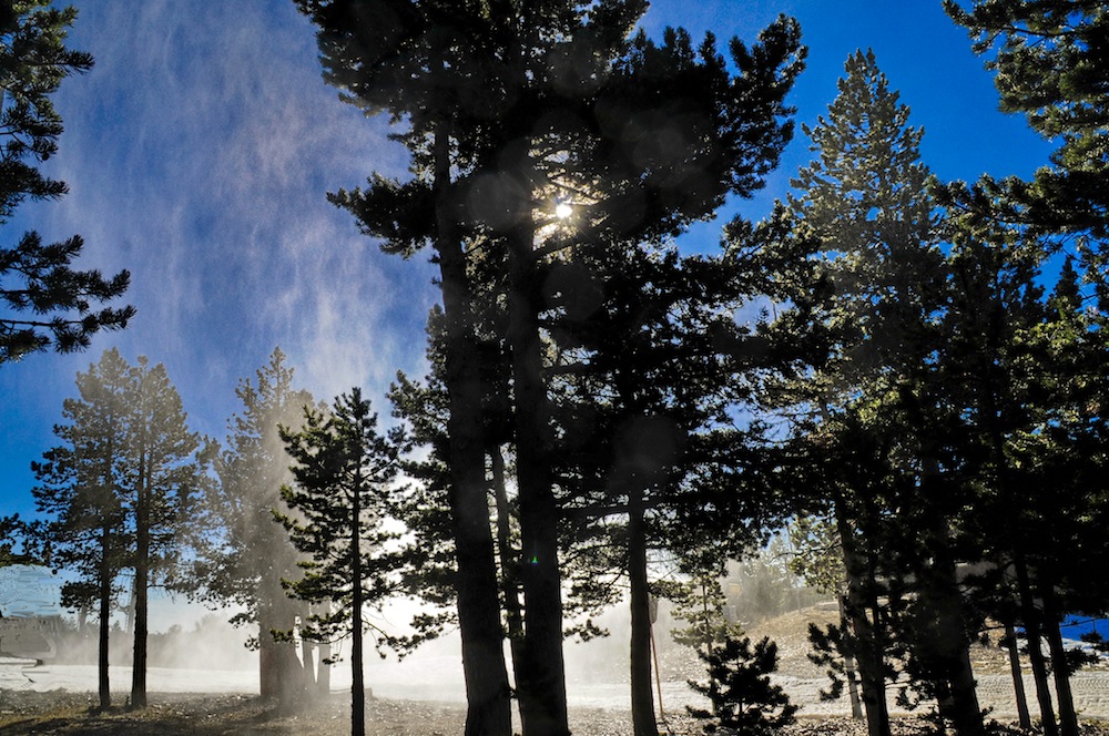 El Gobierno de Aragón protege  el bosque de  pino negro de Gúdar-Javalambre