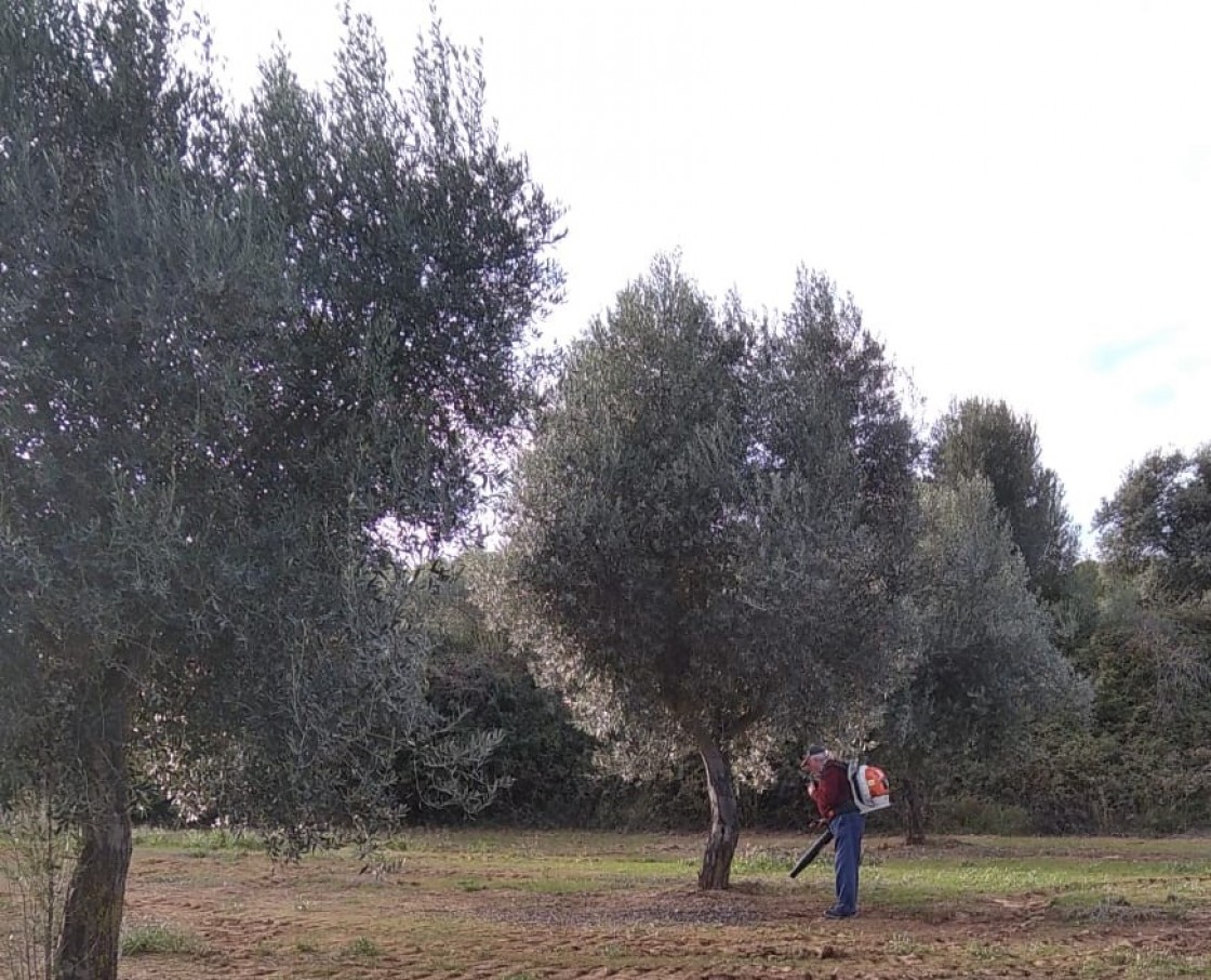 Los precios del aceite de oliva terminan 2022 en máximos y se esperan nuevas subidas