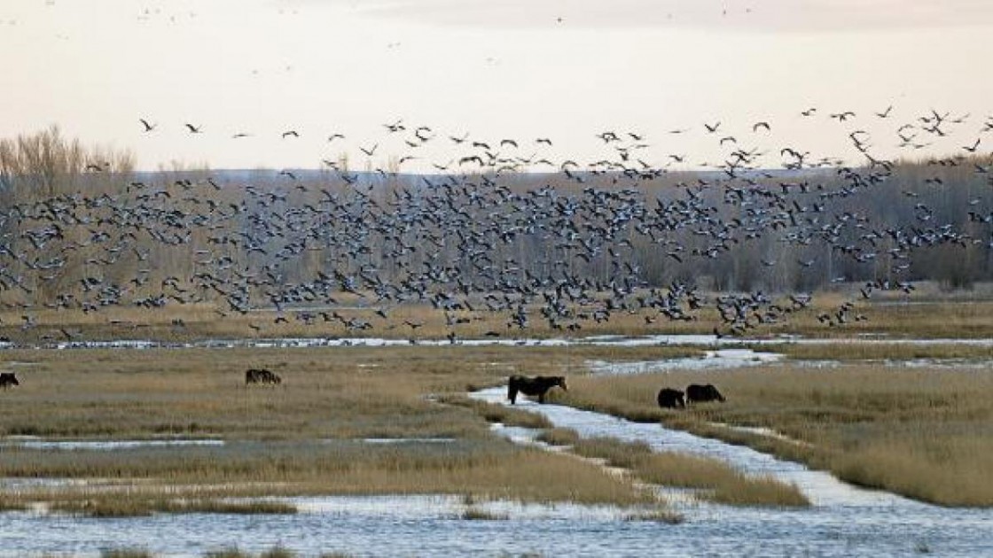 Villarquemado construirá dos alojamientos junto a la Laguna del Cañizar para observar las aves