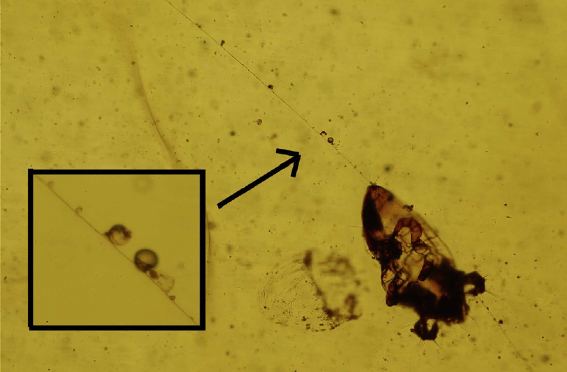 El ámbar de Teruel, referente para conocer la evolución del comportamiento de los insectos