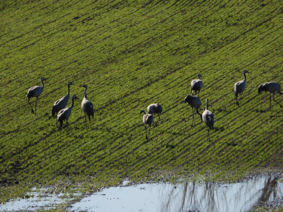 El adelanto en la germinación del cereal en el Jiloca reduce el alimento y, con él, la llegada de grullas a Gallocanta