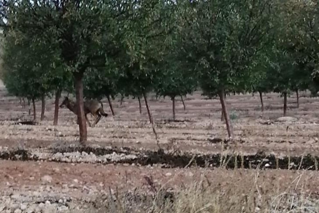 Una matanza de ovejas en una explotación confirma la presencia del lobo en Alcañiz