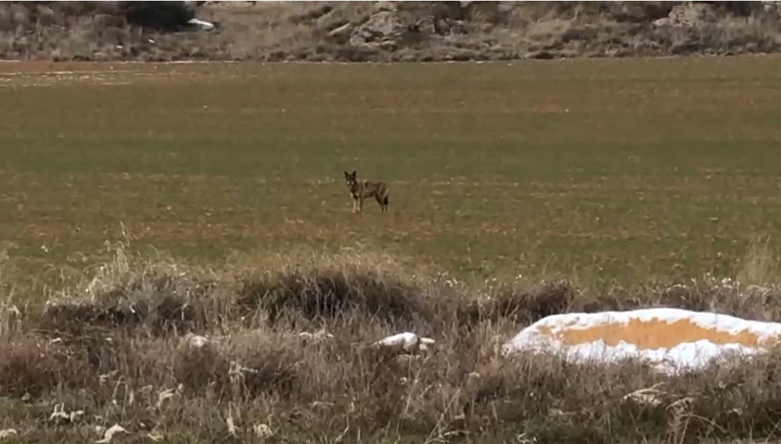 Los ganaderos del Bajo Aragón se plantean ya medidas de protección del ganado ante la presencia del lobo