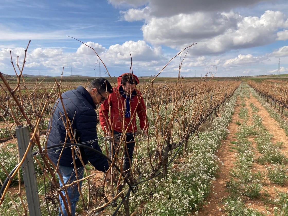 Una variedad de uva autóctona de Muniesa recuperada hace unos años produce un caldo único en el mundo