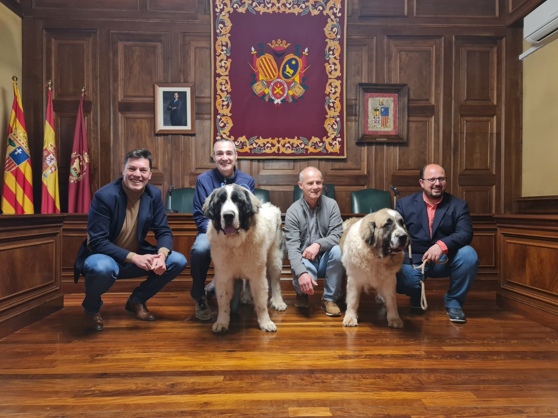 70 perros participan en la XLIII Exposición Monográfica del Mastín del Pirineo que se celebra el 11 de marzo