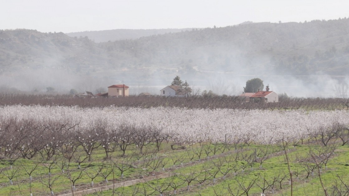 Calanda ofrece la floración de los melocotoneros como experiencia turística a finales de marzo