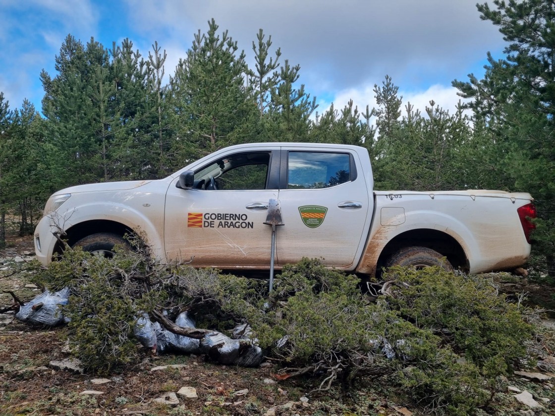 Agentes de Protección de la Naturaleza impiden la extracción ilegal de pino y sabina para su comercialización