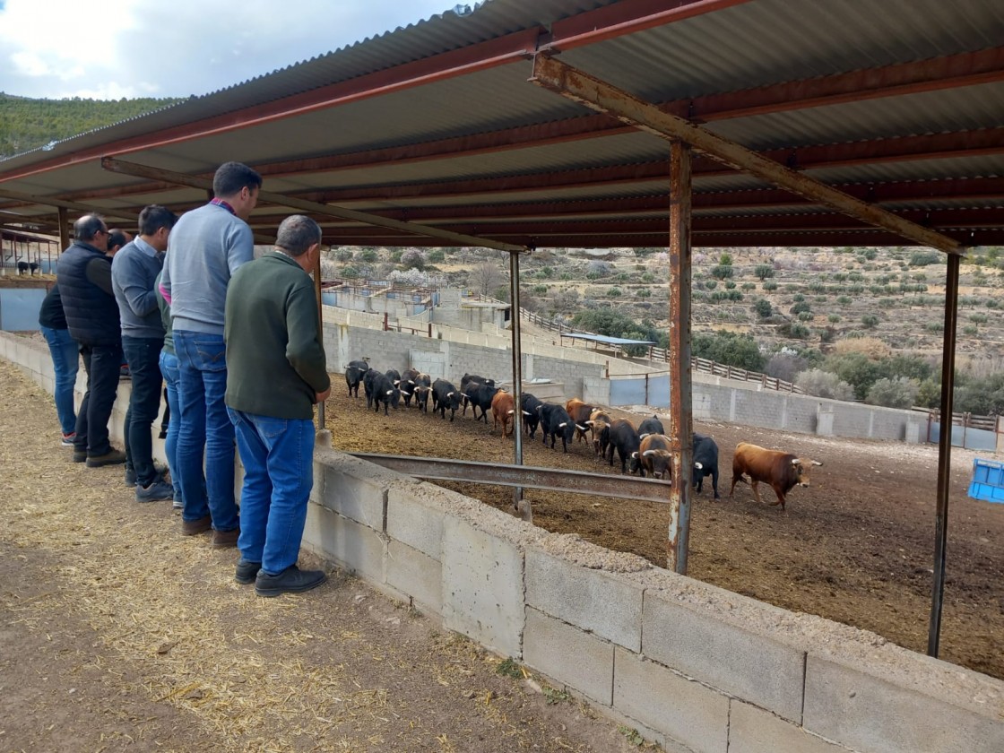 Elegidos los toros ensogados de las Fiestas del Ángel 2023