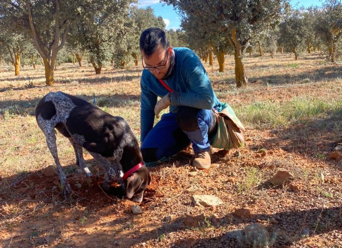 El calor estival merma una campaña trufera que ha sido “mejor de lo que se preveía”