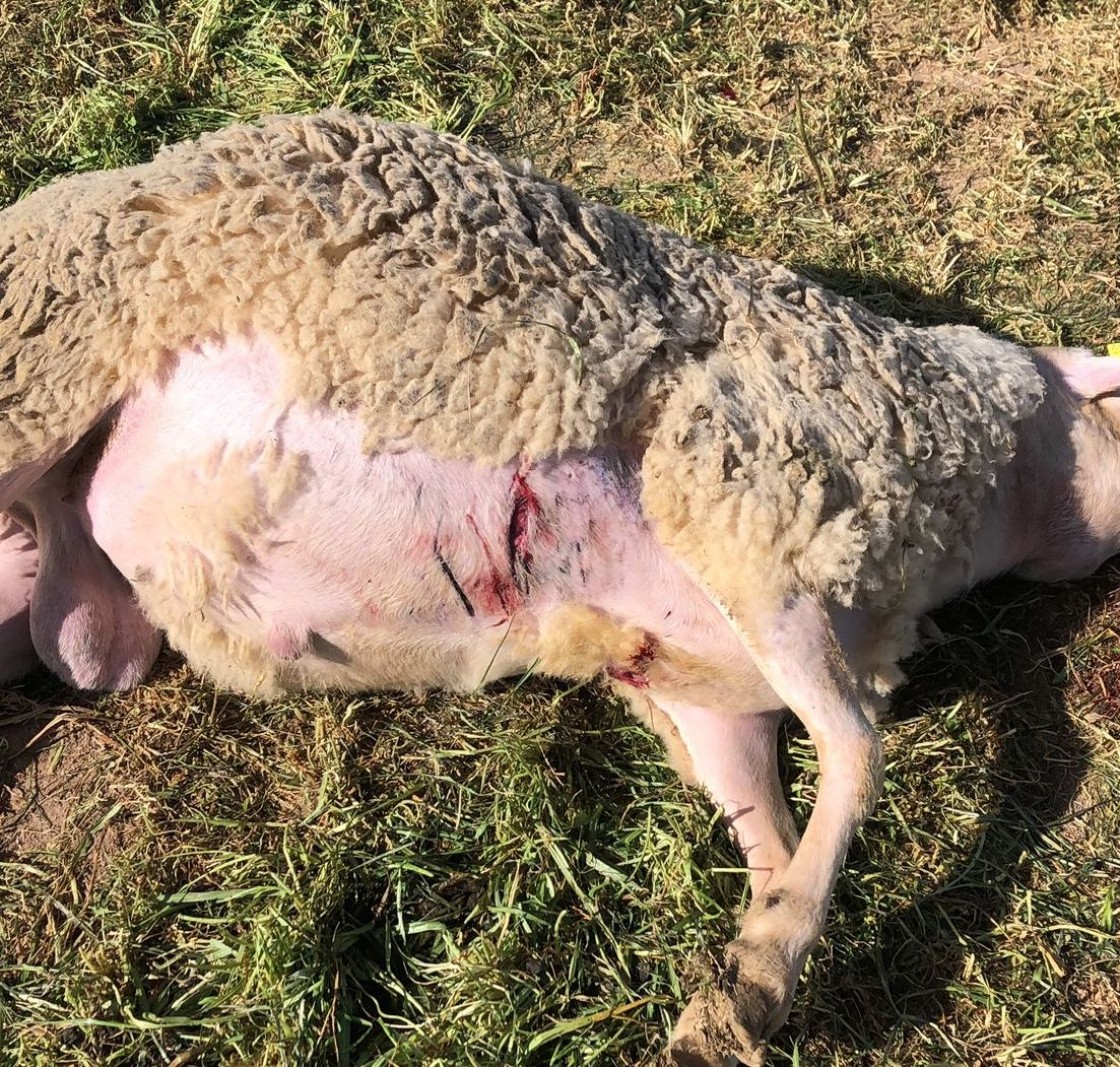 Nuevo ataque a las ovejas, esta vez en Castelserás y por acción de varios perros