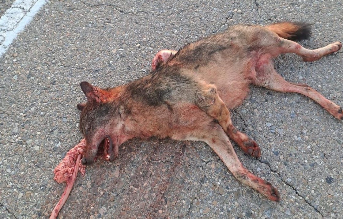 Muere atropellado un lobo en la N-232 en Alcañiz
