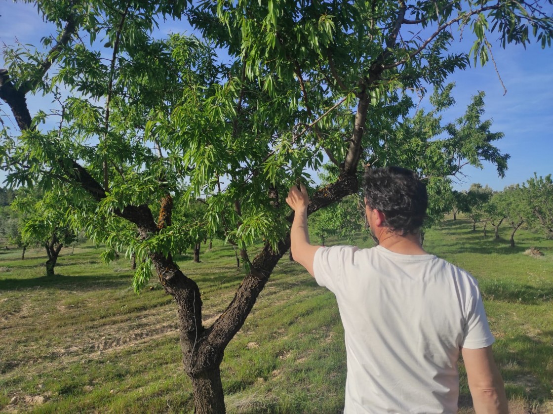 Una nueva helada deja ‘tocada’ la cosecha de la almendra en Matarraña y Bajo Aragón