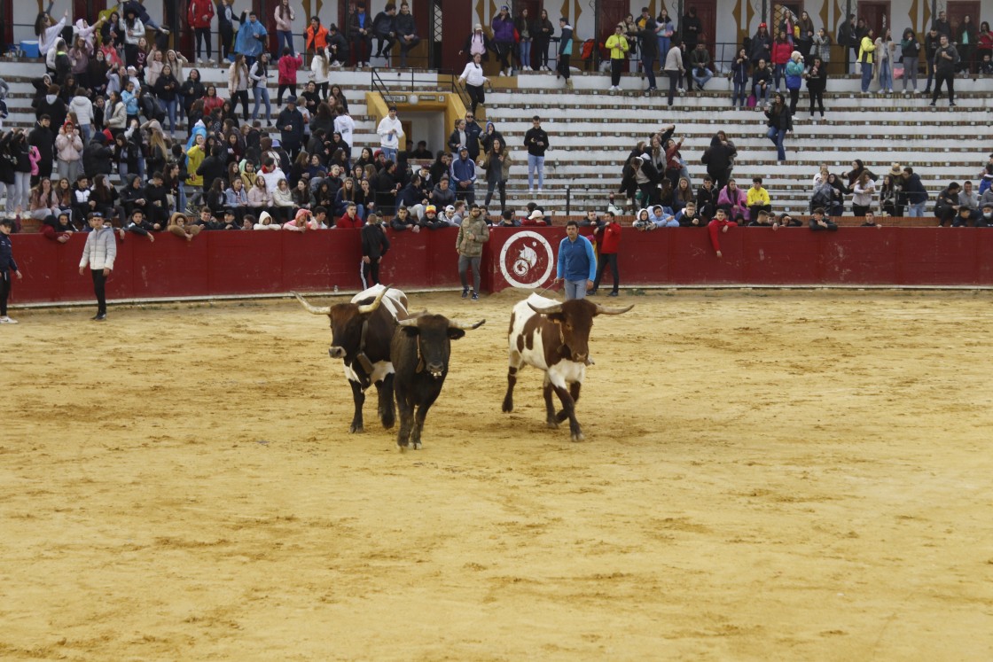 EMT denuncia que el Ayuntamiento contrata festejos taurinos con ganaderías