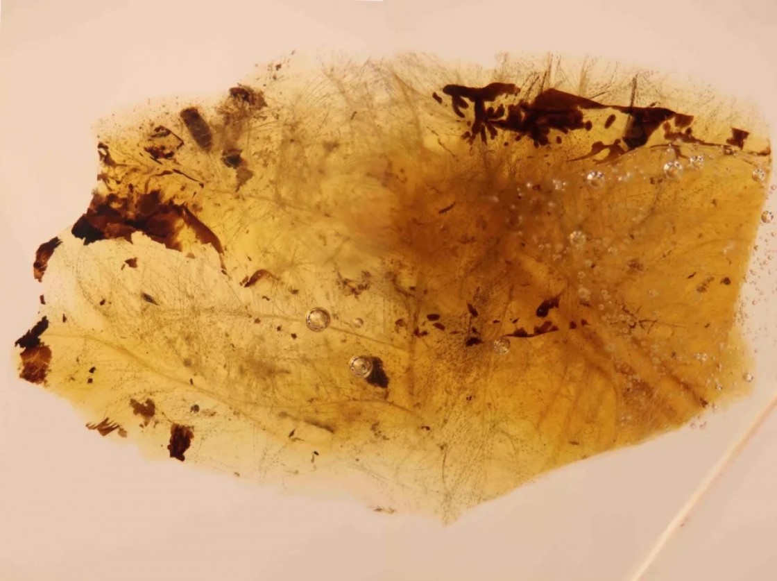 Los escarabajos comían plumas de dinosaurios hace unos 105 millones de años