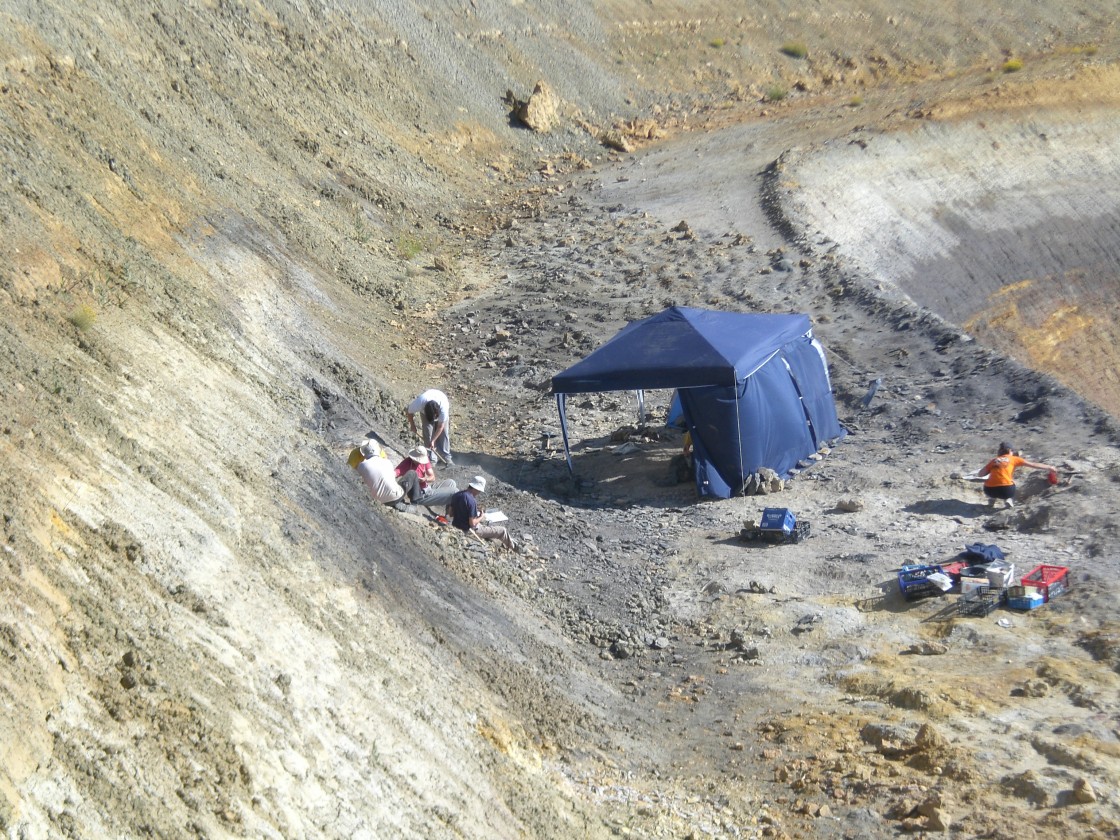 La paleobotánica cobra impulso en Teruel ante la excepcionalidad y riqueza de sus fósiles