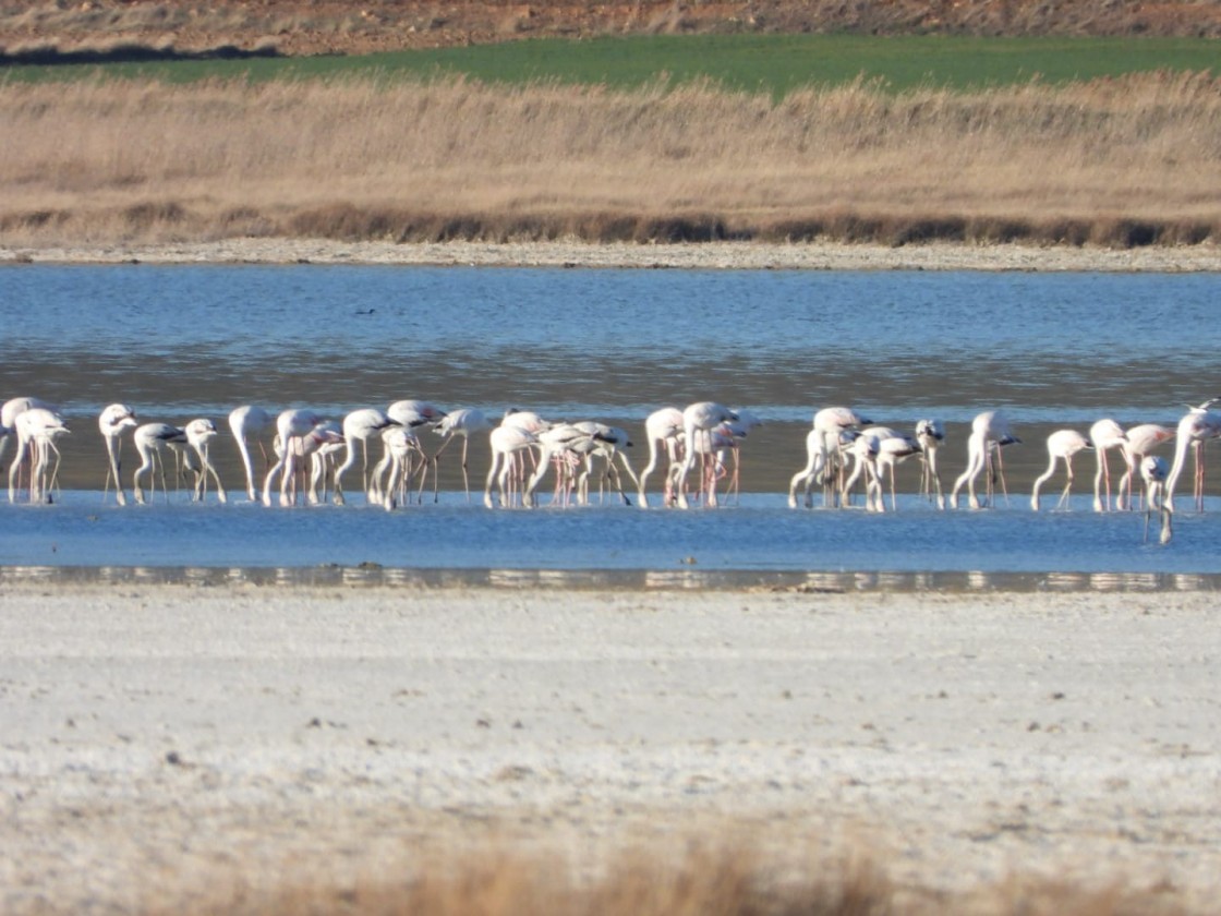 El vaso de la Laguna de Gallocanta presenta su mejor estado ecológico de los últimos 30 años