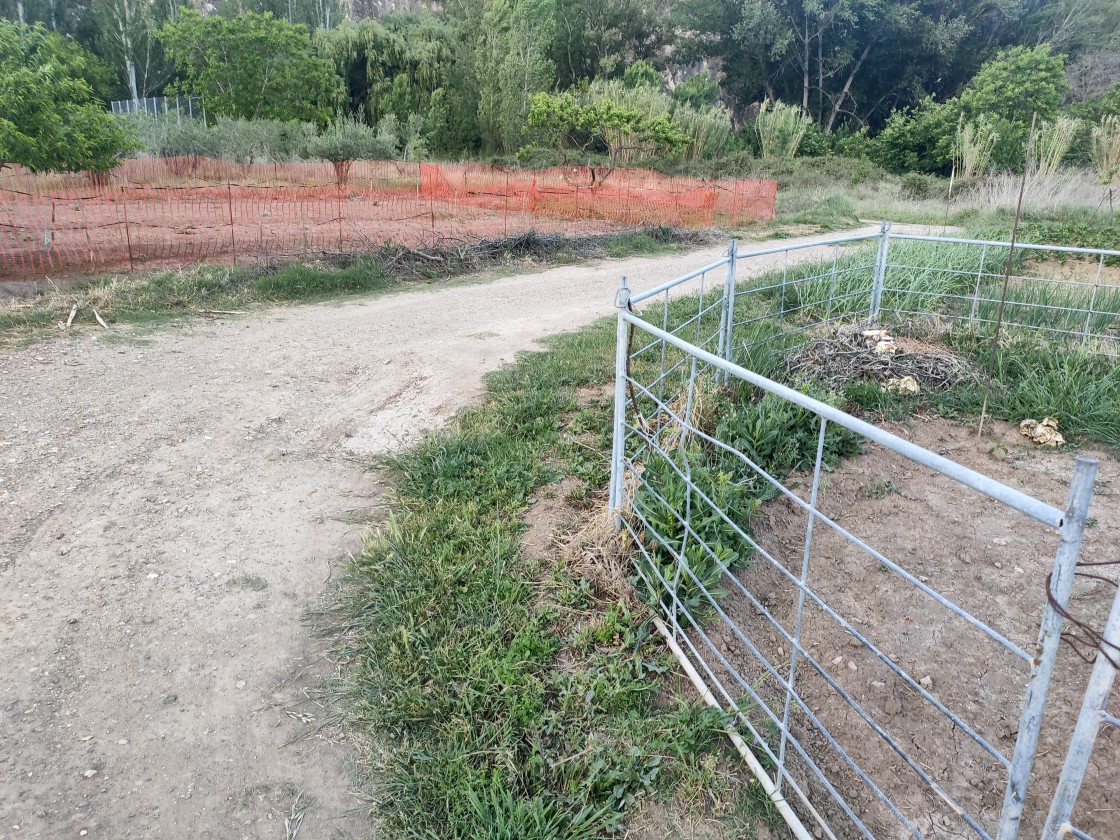 Preocupación entre los vecinos de Alcaine por los destrozos de los jabalíes en los huertos