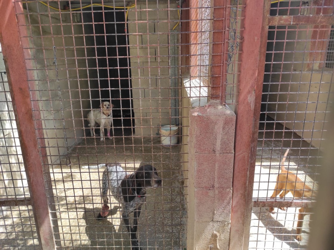 El Seprona de la Guardia Civil desmantela en Calanda un criadero ilegal con 80 perros en un estado 